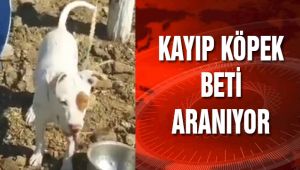 KAYIP KÖPEK ‘BETİ’