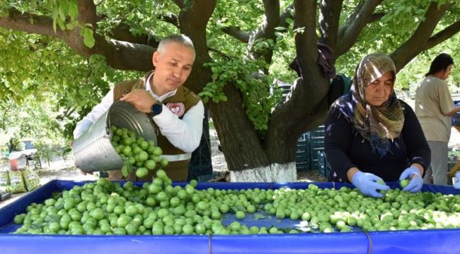 İL TARIM MÜDÜRÜ ERİK HASADINA KATILDI