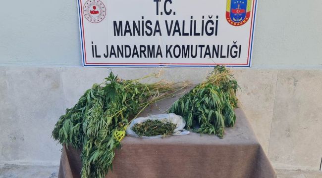 Manisa’da kenevir bitkisi ele geçirildi