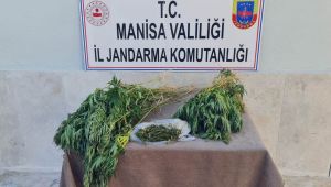 Manisa’da kenevir bitkisi ele geçirildi