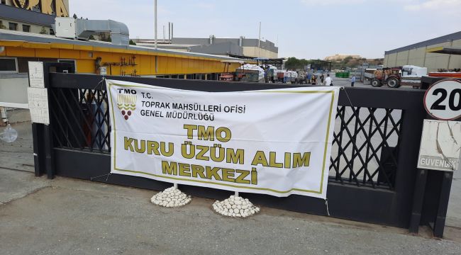 TMO Turgutlu'da kuru üzüm alımına başladı