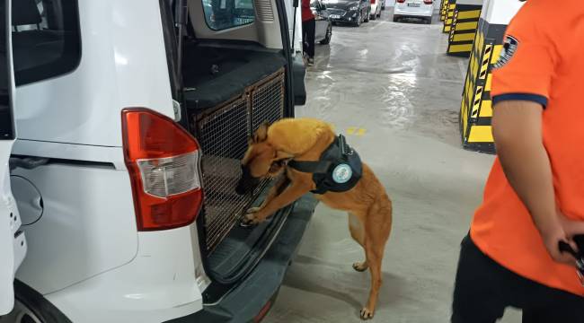 Bomba Arama Köpeği ‘Niobe’ Göreve Hazır