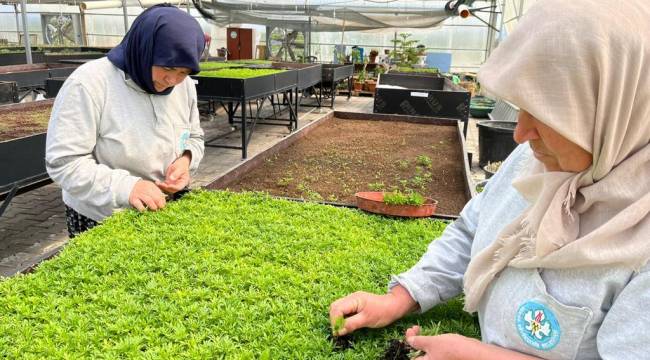 Büyükşehir Serasında Yüz Binlerce Çiçek ve Bitki Üretildi