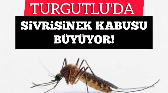 Turgutlu'da vatandaşlar artan sivrisineklerden şikayetçi