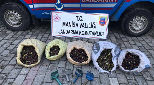 MANİSA JANDARMASI ZEYTİN HIRSIZLARINI SUÇÜSTÜ YAKALADI