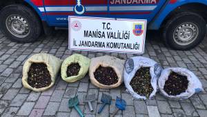 MANİSA JANDARMASI ZEYTİN HIRSIZLARINI SUÇÜSTÜ YAKALADI