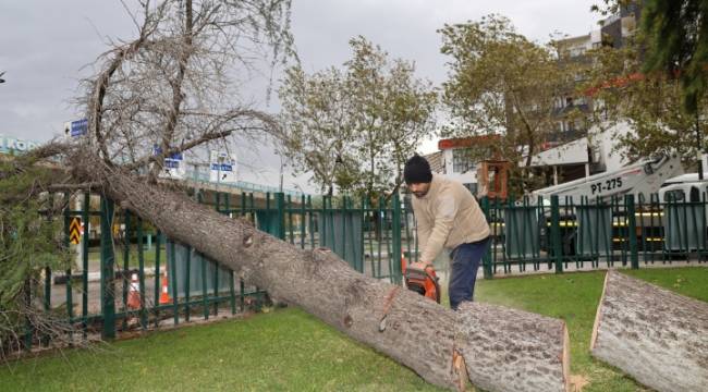 ŞEHZADELERDE DEVRİLEN AĞAÇLAR KALDIRILDI  