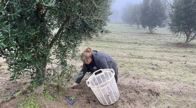 Turgutlu’da Zeytin Hasadı Devam Ediyor