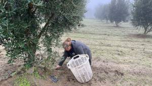 Turgutlu’da Zeytin Hasadı Devam Ediyor