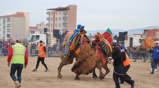 Turgutlu’da Deve Güreşi Heyecanı