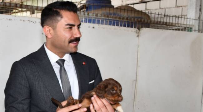 Mevlüt Bulut'tan Sokak Hayvanlarının Uyutulması Tasarısına Tepki