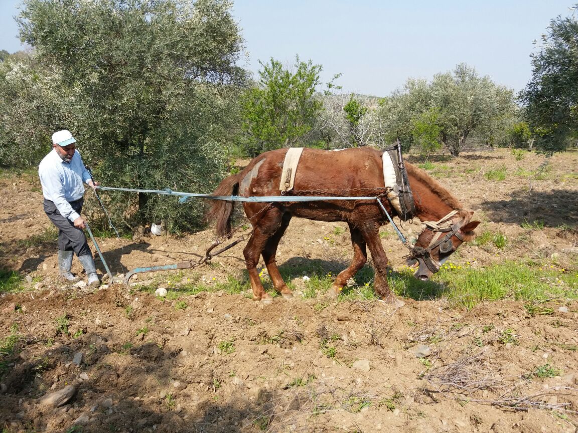 Karasaban Hala Köylünün Vazgeçilmezi